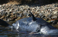 Νεκρή έγκυος φάλαινα είχε στο στομάχι της 22 κιλά πλαστικό
