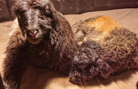 Κίνα: Κλωνοποίησαν θιβετιανές κατσίκες όπως έγινε με τη «Dolly» το 1996