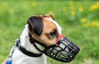 Γερμανία: Εφιάλτης για 66χρονο άνδρα, ο σκύλος του έκοψε το πέος και το έφαγε