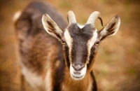 Ιταλία: Δήμαρχος χαρίζει κατσίκια λόγω υπερπληθυσμού