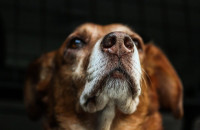 Γιατί ένας σκύλος γαυγίζει στους επισκέπτες; Οι λύσεις του προβλήματος