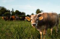 ΗΠΑ: Αγρότης ισχυρίζεται ότι «εξωγήινοι που ακρωτηριάζουν βοοειδή» κλέβουν τα ζώα του