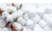 ΔΑΟΚ Σερρών: Γεωργικές προειδοποιήσεις για τη Φυτοπροστασία στη καλλιέργεια του Βαμβακιού