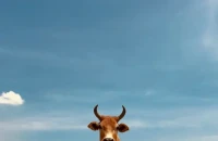 Κρήτη: Σούβλισαν ταύρο σε γλέντι στα Χανιά – Αντιδράσεις από φιλοζωικές