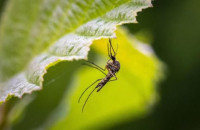 Εννέα κρούσματα ιού του Δυτικού Νείλου στις Σέρρες