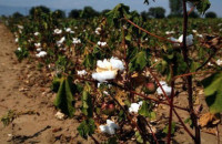 Συμβουλές για την καλλιέργεια του βαμβακιού από τη Δ.Α.Ο.Κ. Σερρών σε συνεργασία με το Π.Κ.Π.Φ.Π. Φ.Ε. Καβάλας