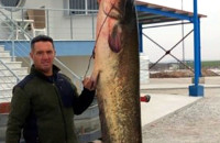 Έπιασε στον Στρυμόνα ένα ψάρι δύο και πλέον μέτρων και 65 κιλών!