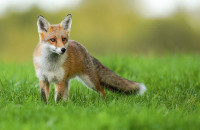 Έναρξη της 20ής Εμβολιαστικής Εκστρατείας των Αλεπούδων για το Πρόγραμμα Επιτήρησης και Καταπολέμησης της Λύσσας