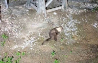 Ένα «κουνάβι» προκάλεσε την διακοπή ρεύματος