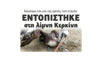 Κρούσμα του ιού της γρίπης των πτηνών εντοπίστηκε στη Λίμνη Κερκίνη