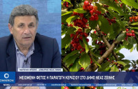 Μειωμένη φέτος η παραγωγή κερασιού στο Δήμο Νέας Ζίχνης