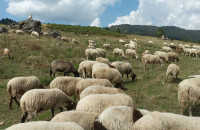 Βόλος: Συναγερμός από κρούσμα ευλογιάς των προβάτων σε κτηνοτροφική μονάδα