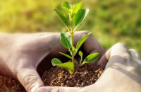 Τηλεδιάσκεψη “75UN – 75 Trees UNAI SDG7” με εκπρόσωπο της ΚΕΔΕ και τα Φυτώρια Κωνσταντινίδη για την φύτευση Δέντρων