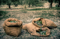 Ευρεία σύσκεψη στο ΥΠΑΑΤ για το Ελαιοκομικό Μητρώο