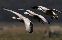 Πώς μία… χήνα προκάλεσε διαμάχη μεταξύ Νορβηγίας και Σουηδίας