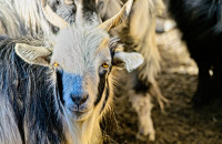 Οι… κατσίκες απειλούν ιταλικό νησί περισσότερο και από το ηφαίστειό του