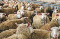 Νέο κρούσμα ευλογιάς στο Νεοχώρι Σερρών