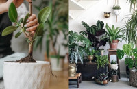 Το φυτό που στο σπίτι φέρνει τεpάστια κακοτυχία - Ποια φυτά να επιλέξεις για το σπίτι;