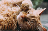 Οι κίνδυνοι που ελλοχεύουν το καλοκαίρι για την υγεία της γάτας