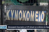 Σέρρες - «Φωτογραφικός διαγωνισμός» με 2,5% έκπτωση για τα αδέσποτα ζώα;