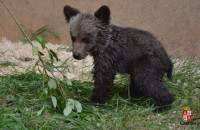 Θεσσαλονίκη: Αρκουδάκι χτυπήθηκε σε τροχαίο και εγκαταλείφθηκε - Κέρδισε την μάχη για τη ζωή