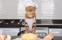 Γιατί οι γάτες "ζυμώνουν" με τις πατούσες τους;