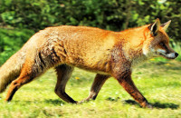 Ξεκινά η εμβολιαστική αντιλυσσική εκστρατεία Φθινοπώρου 2025