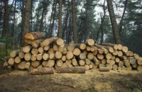 Τραγωδία στη Λάρισα: Άνδρας έχασε τη ζωή του πέφτοντας πάνω στο αλυσοπρίονο που κρατούσε