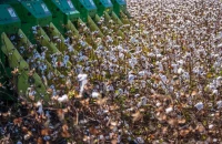 ΠΕ Σερρών -Ενημέρωσή κατάλληλων καλλιεργητικών πρακτικών για το βαμβάκι