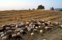 Σέρρες - Για την ευλογιά των αιγοπροβάτων θέμα χρόνου το lockdown