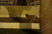 Ραφήνα: Τραυματισμένο αλεπουδάκι αναζητά τροφή στην κεντρική πλατεία