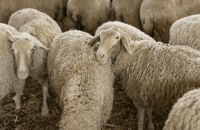 Για λόγους δημόσιας υγείας η Περιφέρεια αναζητά κατάλληλους χώρους ταφής των προβάτων