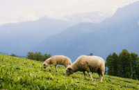 Με απόφαση Τσιάρα επί πλέον 10 εκατ. € στις Περιφέρειες για αποζημιώσεις λόγω ευλογιάς