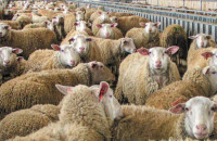 Τάσος Χατζηβασιλείου-Οι Σέρρες χρειάζονται άμεση στήριξη και συγκεκριμένα μέτρα