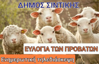 Ευλογιά των Προβάτων: ενημερωτική τηλεδιάσκεψη από το Δήμο Σιντικής