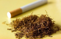 ΑΑΔΕ: Σοκαριστικά ευρήματα σε αναλύσεις παράνομων καπνικών προϊόντων – Περιττώματα ζώων, νύχια και μούχλα