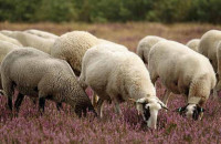 Για την ευλογιά των προβάτων 25 σταθμοί απολύμανσης στην Κεντρική Μακεδονία – 5 στις Σέρρες