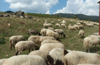Παρέμβαση για την κρίση που προκαλεί η ευλογιά στα αιγοπρόβατα από τον Θεόφιλο Λεονταρίδη
