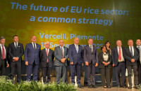 Το ευρωπαϊκό ρύζι οικολογικός θησαυρός και εμπορική ευκαιρία –της Ελλάδας