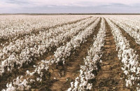 Βαμβάκι: Δελτίο γεωργικών προειδοποιήσεων στην Π.Ε Σερρών