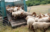 Οδηγίες για τις μετακινήσεις αιγοπροβάτων ενόψει της εορταστικής περιόδου