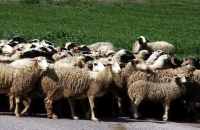 Επιπλέον 50 εκ. ευρώ σε κτηνοτρόφους για αποζημιώσεις και απώλεια εισοδήματος