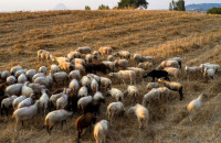 Νέα έκτακτη στήριξη των κτηνοτρόφων λόγω ζωονόσων ύψους 56 εκατ. €