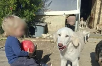 Ζάκυνθος: «Τον έχασα 30 δευτερόλεπτα από τα μάτια μου», λέει ο πατέρας του 2χρονου που σκοτώθηκε από πίτμπουλ