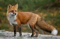 Έναρξη του προγράμματος ενεργητικής επιτήρησης της λύσσας