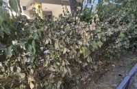 Δήμος Σερρών: Εργασίες κοπής δένδρων και προσωρινές κυκλοφοριακές ρυθμίσεις στην οδό Γεωργίου Παπανδρέου