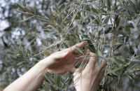 Αγρίνιο: Τους έκαναν «τσακωτούς» να κλέβουν ελιές από ξένο λιοστάσι