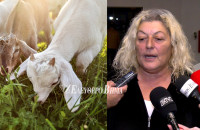 Ελπίδα Σιδηροπούλου - Αφθώδης πυρετός: «Το βλέπουμε να ρχεται - Φοβόμαστε ότι θα είναι το τελικό χτύπημα»