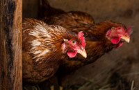 Ενημέρωση για τη Γρίπη των Πτηνών- Τι Πρέπει να Γνωρίζετε