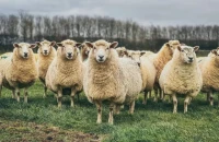 Σπύρος Πρωτοψάλτης:Συνεργασία με την ΠΚΜ για την αντιμετώπιση της ευλογιάς των αιγοπροβάτων